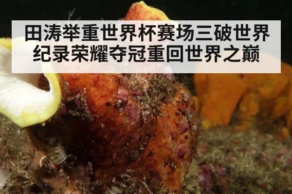 田涛举重世界杯赛场三破世界纪录荣耀夺冠重回世界之巅